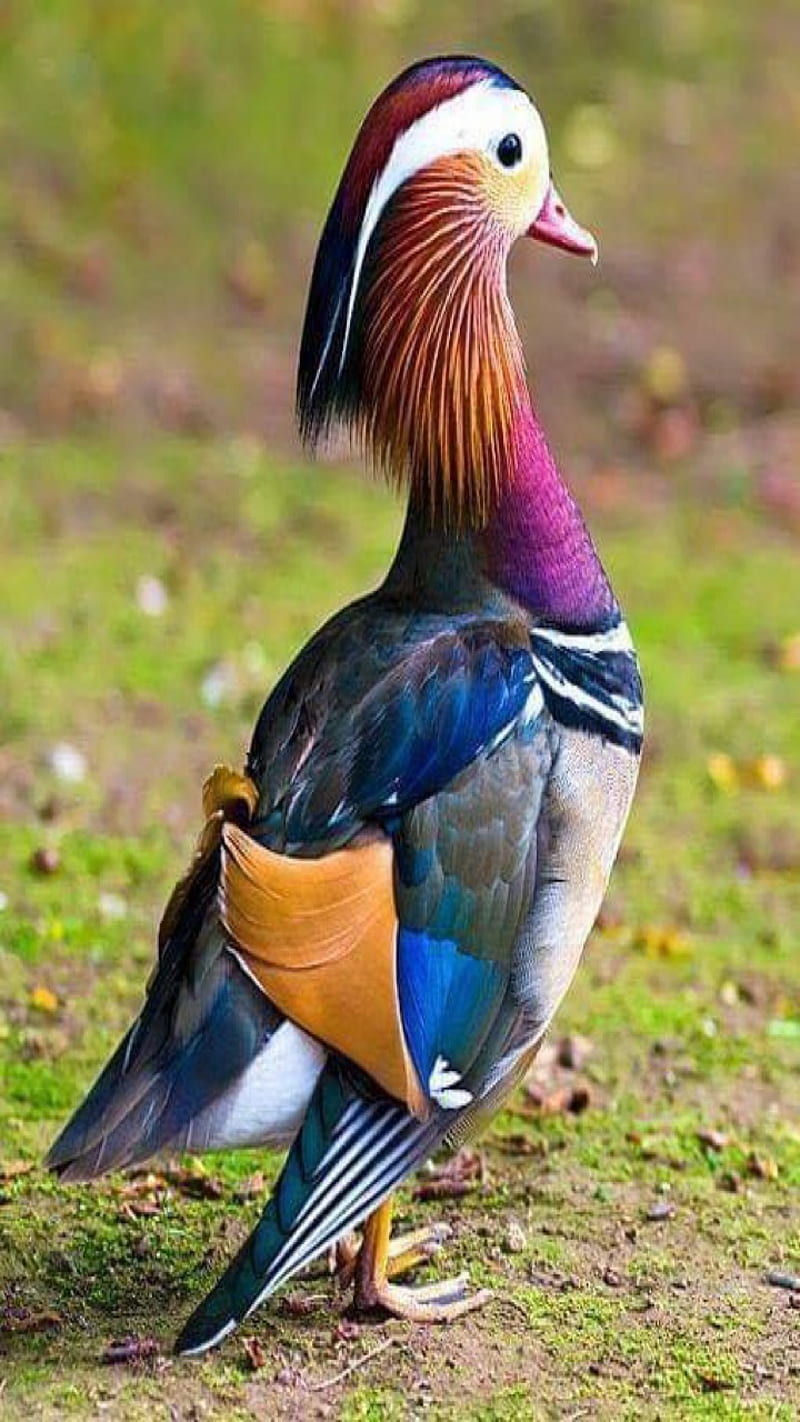 Mandarin duck, colour, HD phone wallpaper