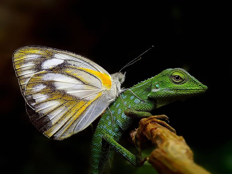 :), nature, funny, lizard, reptile, animal, wings, white, black, butterfly, green, yellow, insect, HD wallpaper