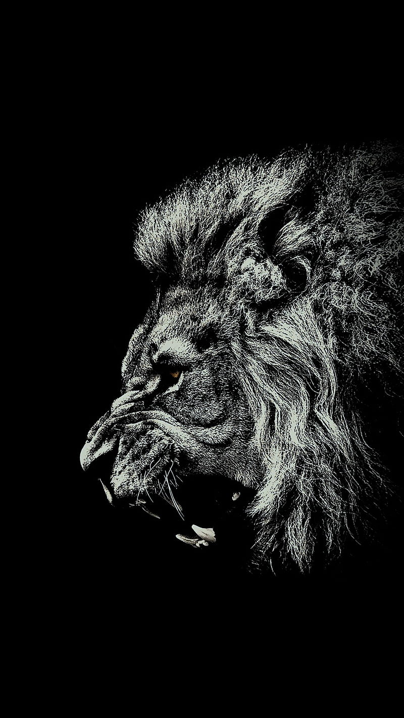 Tiger Amoled, jungle, king, lion, lions, thrones, HD phone wallpaper