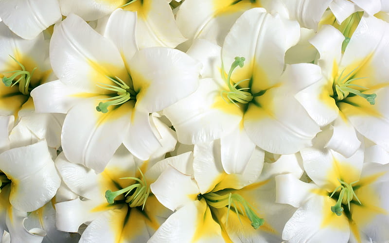 Pure White Lilies, , lovely, flowers, lilies, white, HD wallpaper