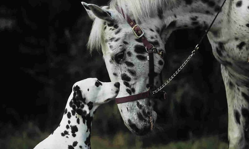should i call you brother.., spots, black, white, horse, dog, HD wallpaper