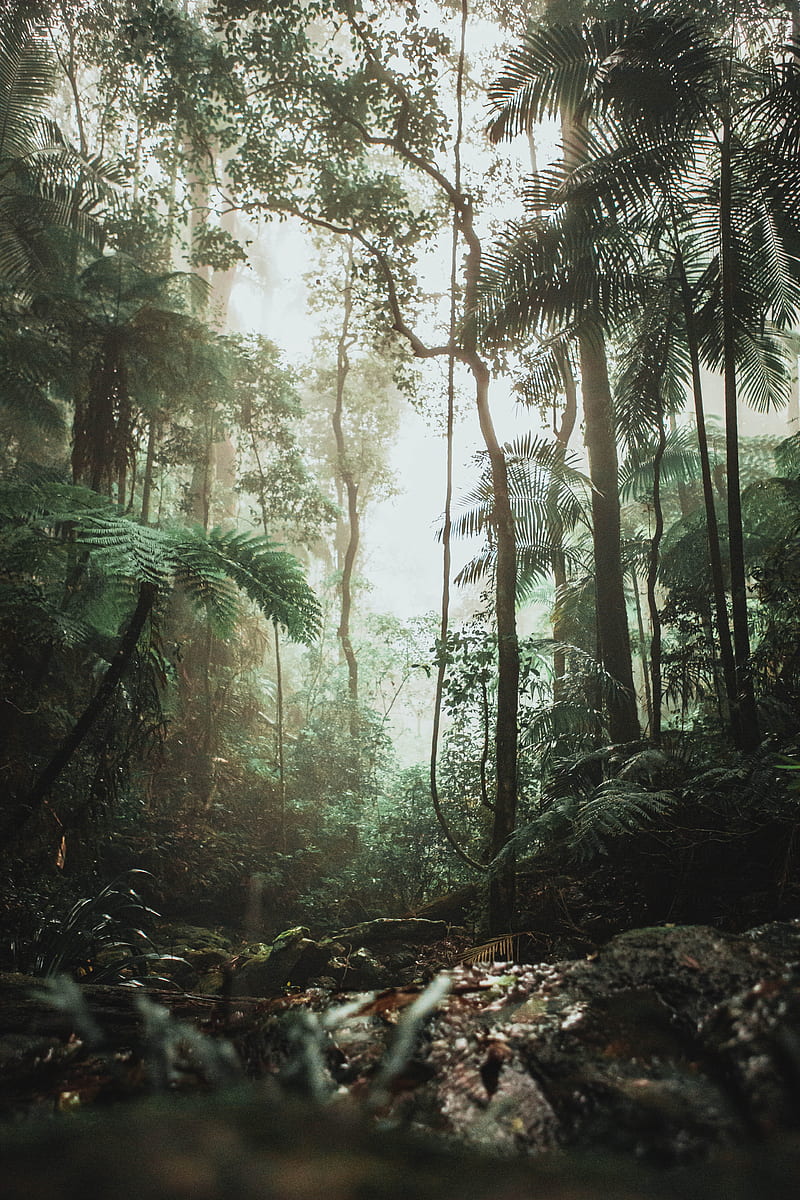 jungle, forest, liana, trees, HD phone wallpaper