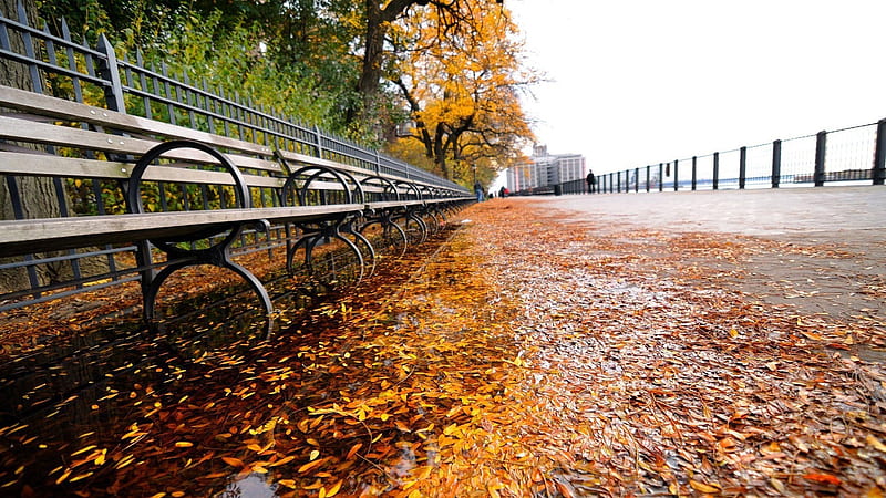 Closeup View Of Wood Bench Fallen Dry Leaves Fence Nature, HD wallpaper