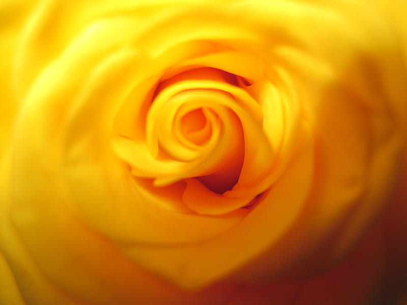 Amber, color, flower, graphy, rose, HD wallpaper