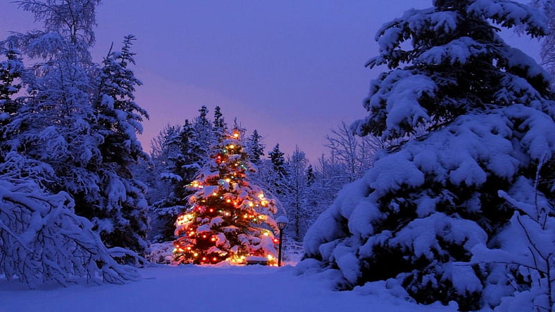 A lonely Christmas tree, tree, snow, winter, lights, HD wallpaper