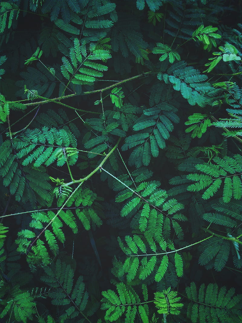 plants, leaves, nature, green, vertical, HD phone wallpaper