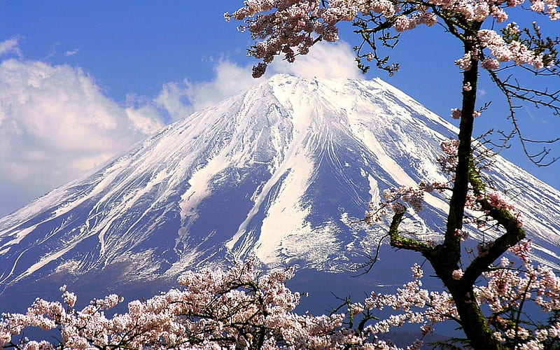 mount fuji framed by cherry blossoms, mountain, blossoms, trees, clouds, volcano, HD wallpaper