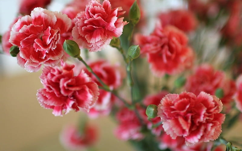 RED CARNATIONS, red, flowers, nature, carnations, HD wallpaper