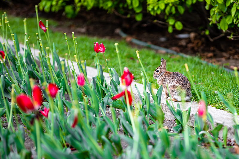 rabbit, animal, flower bed, tulips, flowers, HD wallpaper