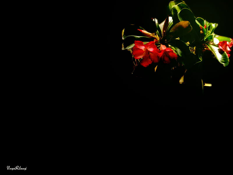 Adenium, red, graphy, green, kamboja jepang, flower, HD wallpaper