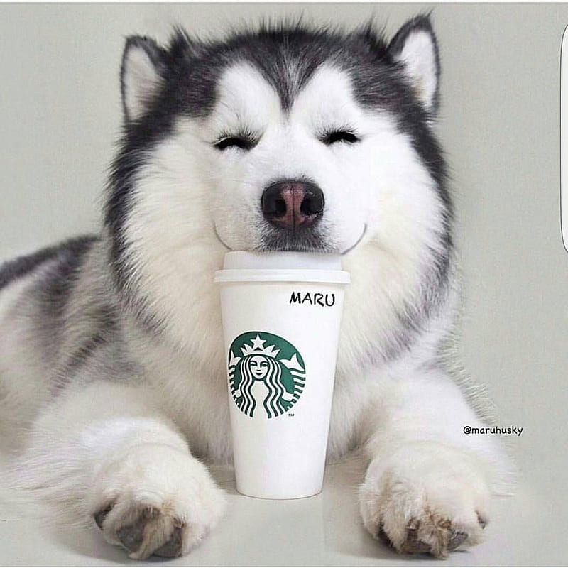 Husky Dog - Starbucks New Logo 2011, Funny Husky, HD phone wallpaper