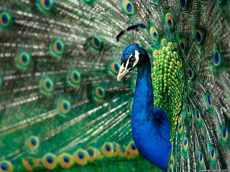Showy Peacock, peacock, tail feathers, showy, HD wallpaper