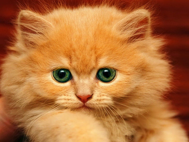 fluffy orange kittens green eyes