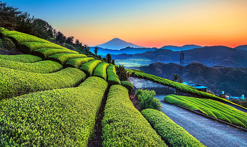 Beautiful Tea Plantation, HD wallpaper