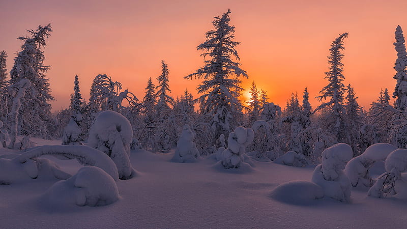 Snow Covered Fir Tree Forest During Sunset Nature Winter, HD wallpaper ...