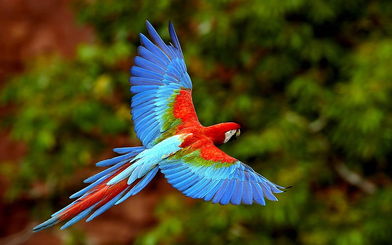 flying parrot-Birds graphy, HD wallpaper