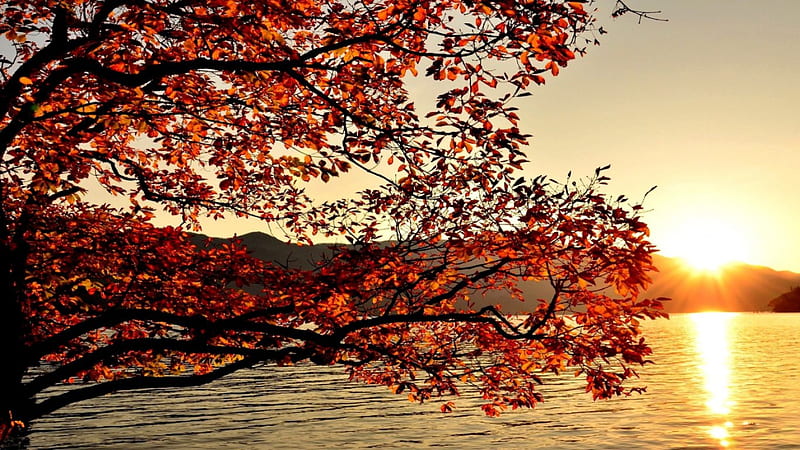 Autumn?, red, autumn, glow, sun, sunset, lake, tree, water, rays, nature, branches, HD wallpaper
