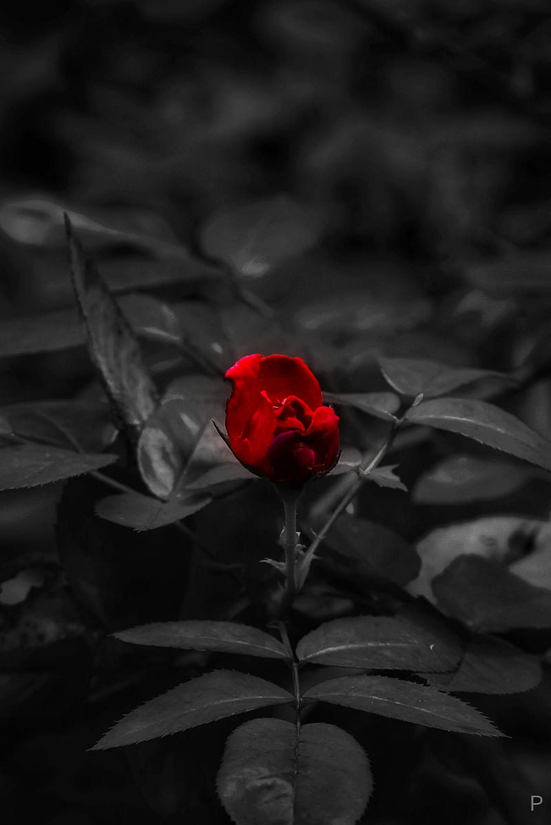 Rosa roja, negra, flores, rosas, Fondo de pantalla de teléfono HD | Peakpx