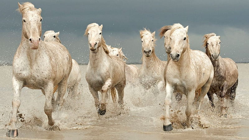 Running Horses, Running, white, sea, horses, HD wallpaper | Peakpx