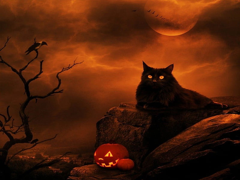 free download | Halloween Kitty, Halloween, orange, Night, Cat, HD ...