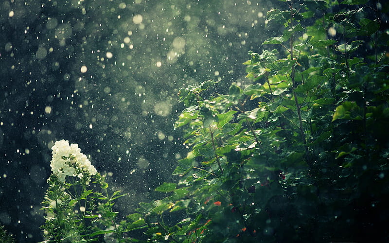 rain-Summer landscape, HD wallpaper