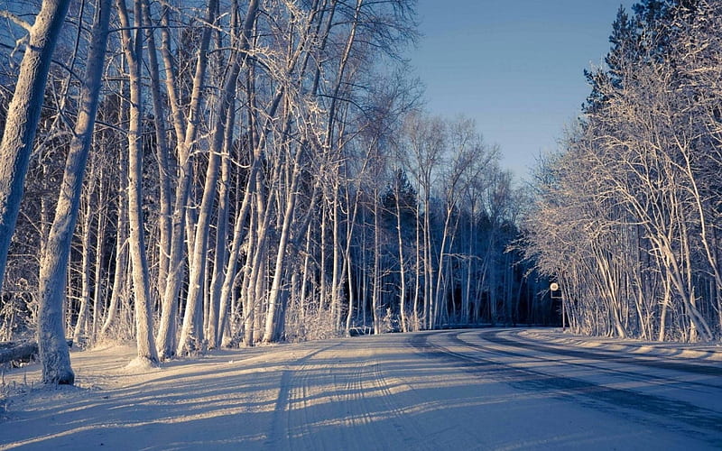 Winter forest, forest, cool, nature, fun, winter, HD wallpaper | Peakpx