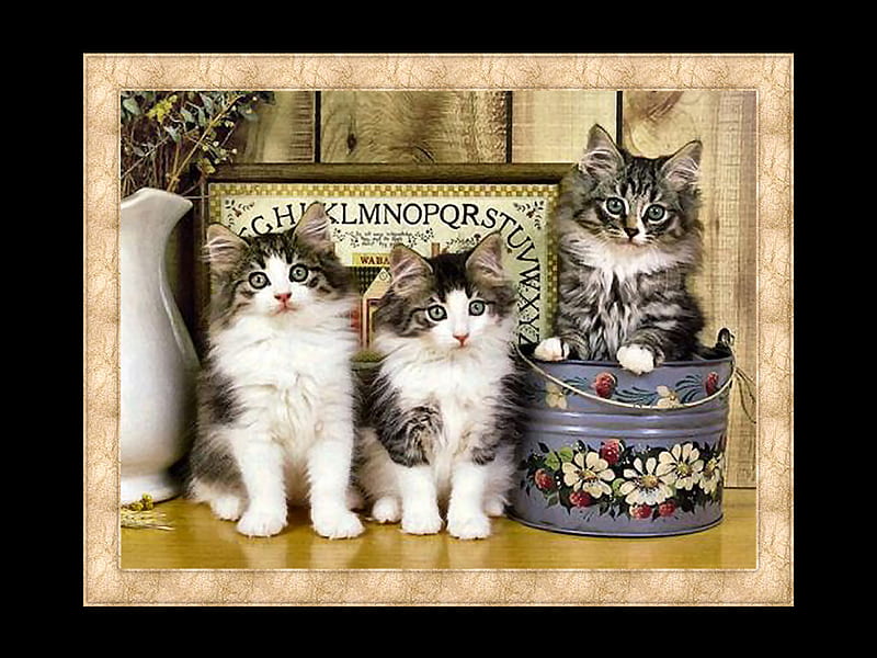 3 Little Kittens 1 ouija, pet, graphy, cat, kitten, bucket, animal, HD wallpaper