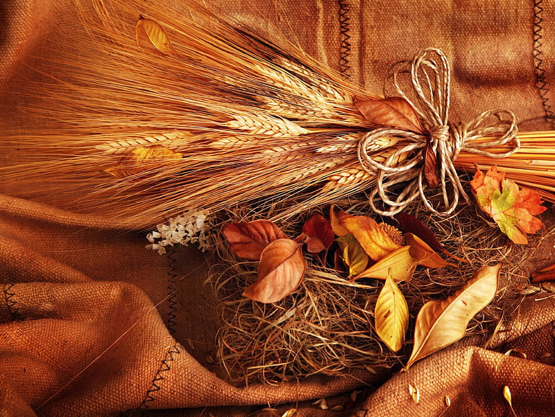 Harvest, fall, autumn, wheat, ribbon, bonito, straw, leaves, graphy, gold, HD wallpaper