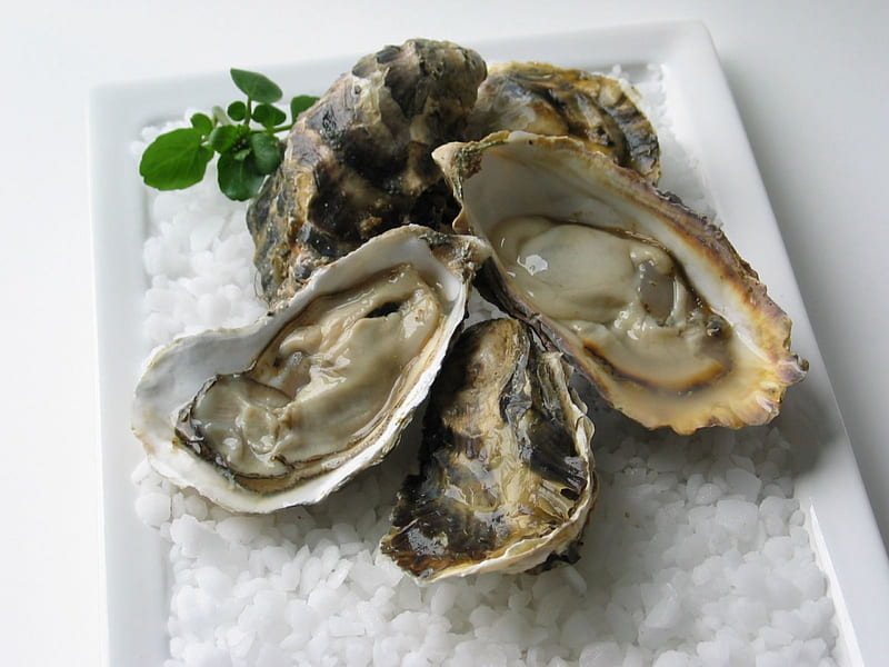 Oyster, enjoy, seafood, fresh, HD wallpaper