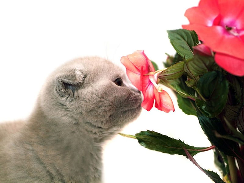 Kitten sniffing flowers, flower, nature, cat, kitten, HD wallpaper