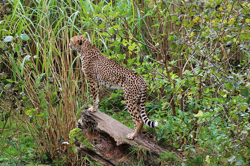 leopard, big cat, spots, predator, HD wallpaper