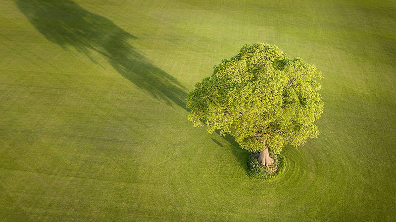 Aerial View Of Beautiful Greenery Land Tree Branches Sunlight Nature, HD wallpaper