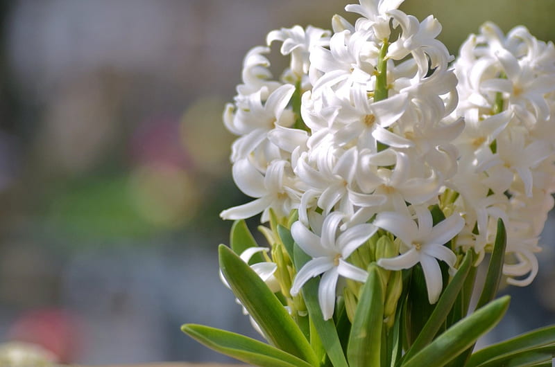 * White hyacinths *, flower, flowers, nature, white, HD wallpaper