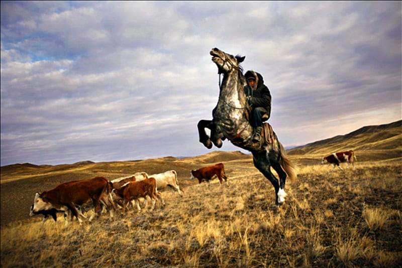 A Turvan Uriankhai Cowboy Rearing Horse, Horse, Field, Hat, Cowboy, Cows, HD wallpaper