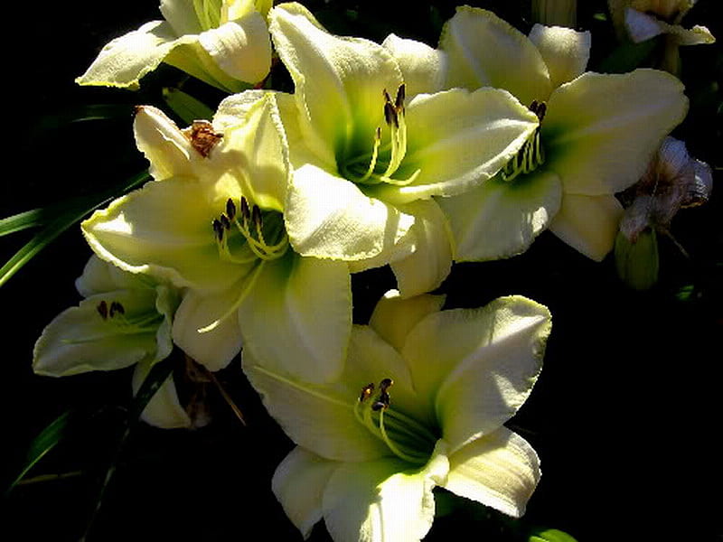 CREAM DAY LILIES, day, lilies, flowers, cream, HD wallpaper