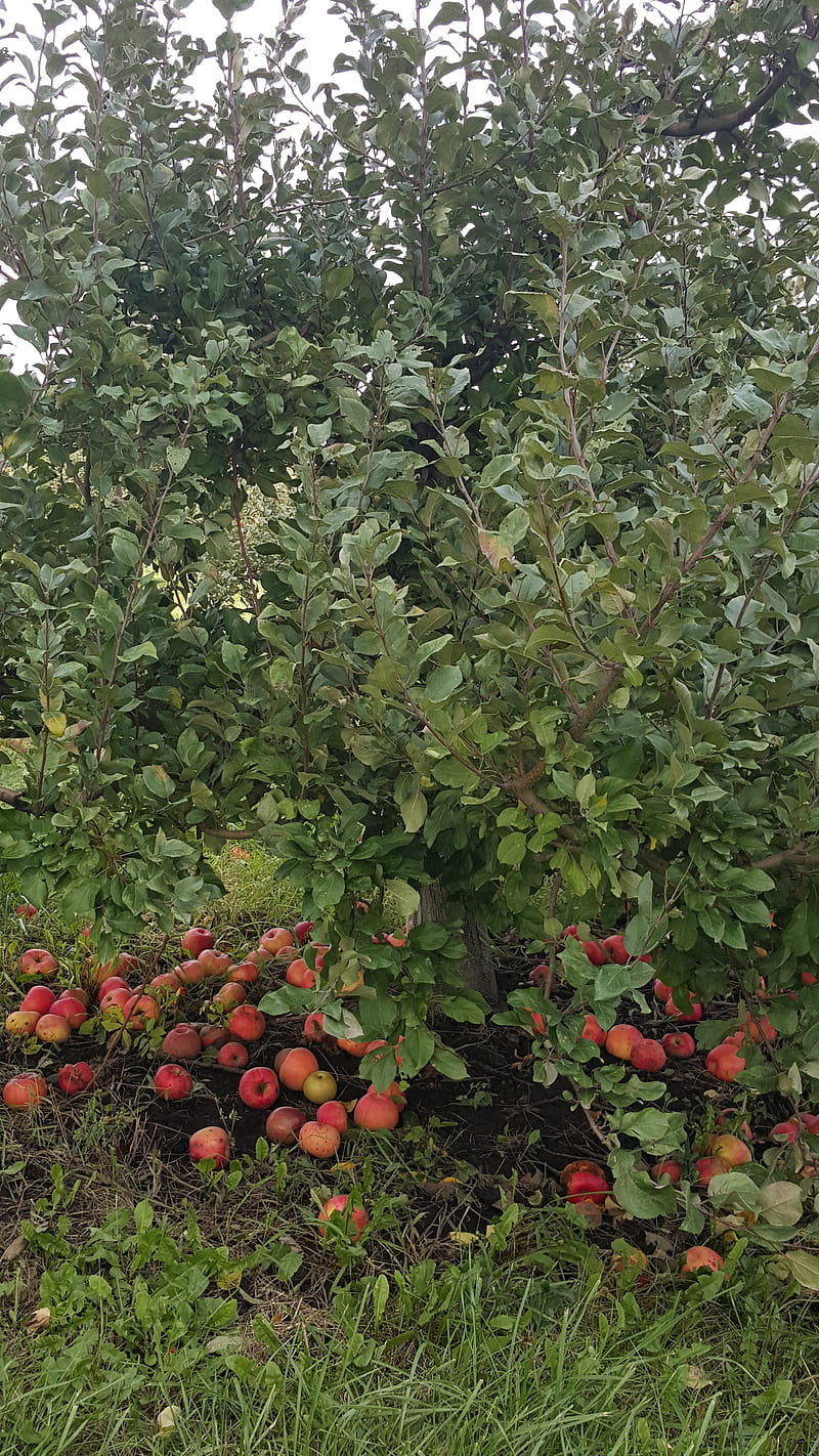 Apple orchard, apple tree, nature, food, red, fall, HD mobile wallpaper