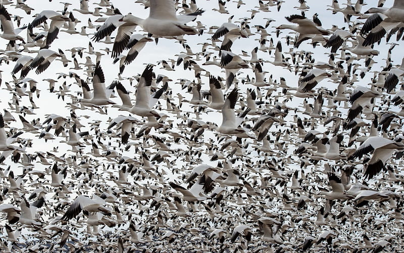 Leaving geese, wings, bird, texture, black, goose, white, HD wallpaper