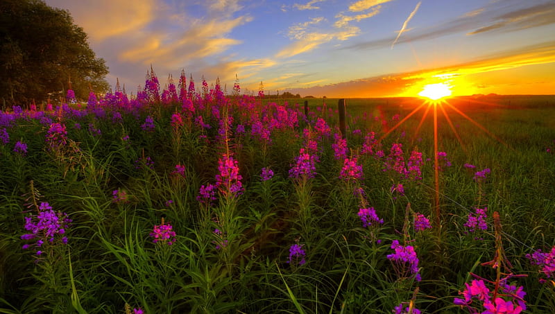 WILD FLOWERS @ SUNSET, scenic, wildflower, dusk, sunset, twilight, sky,  alberta, HD wallpaper | Peakpx