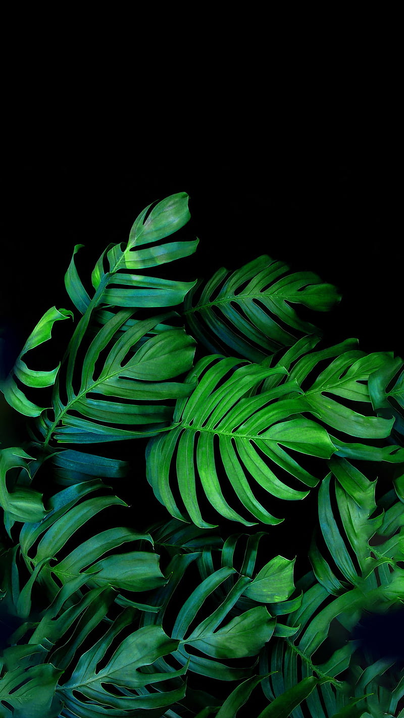 Palma verde, amoled, black, cool, green, palm, HD phone wallpaper