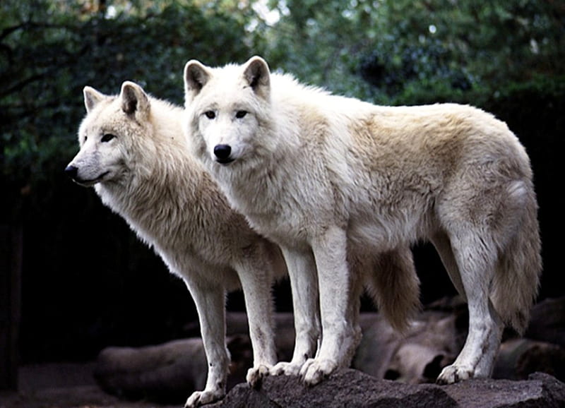 Canis Lupus Arctos, predator, arctic, wolf, white, HD wallpaper
