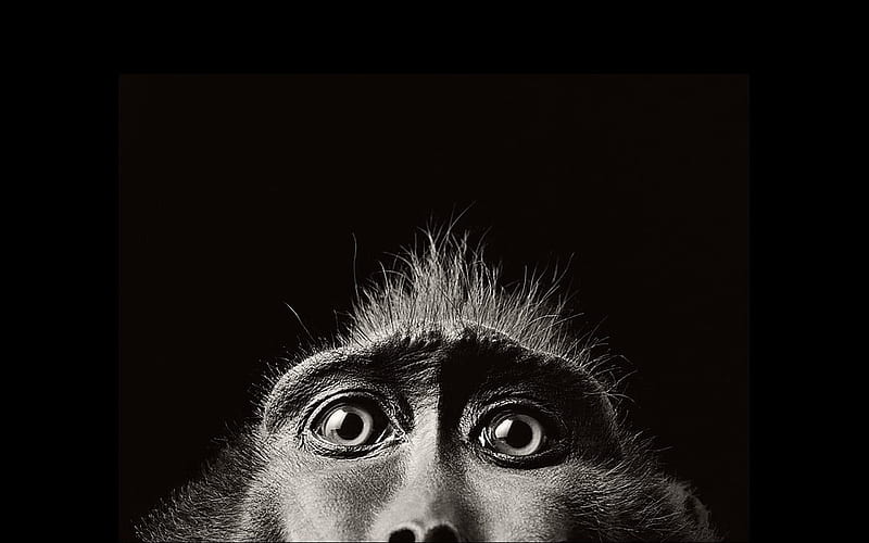 Fundo de tela Macaco Mono, Retrato, Olhos. Baixar Grátis, HD wallpaper