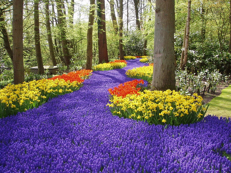 Grape hyacinth and daffodils, daffodils, Grape hyacinth, garden, spring, park, HD wallpaper