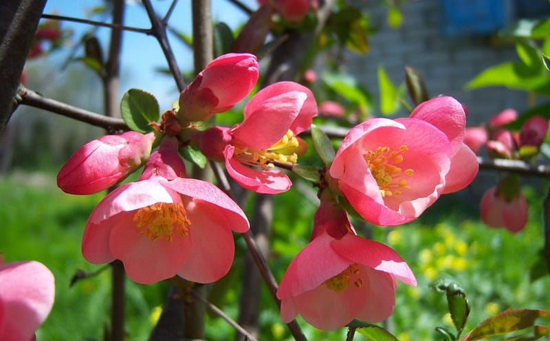 *** Quince ***, flower, flowers, flowering, nature, trees, HD wallpaper