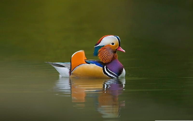mandarin duck-birds, HD wallpaper