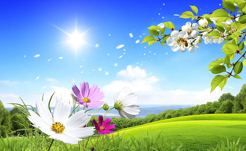 Beautiful spring, sun, bonito, spring, sky, splendor, green, love, flower,  season, HD wallpaper | Peakpx
