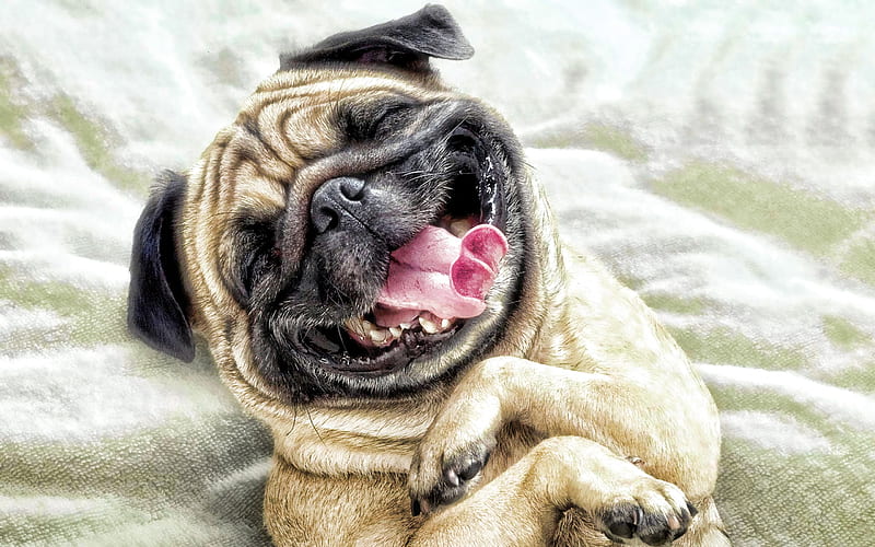 Pug Dog, smiling dog, close-up, funny animals, dogs, cute animals, pets, Pug, HD wallpaper