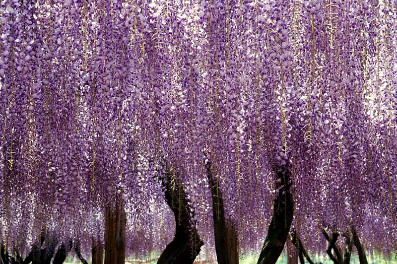 Wisteria Draping, purple wisteria, purple, trellis, wisteria, HD wallpaper