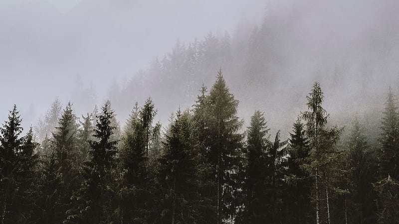 ~The Fog~, foggy, nature, trees, fog, HD wallpaper | Peakpx