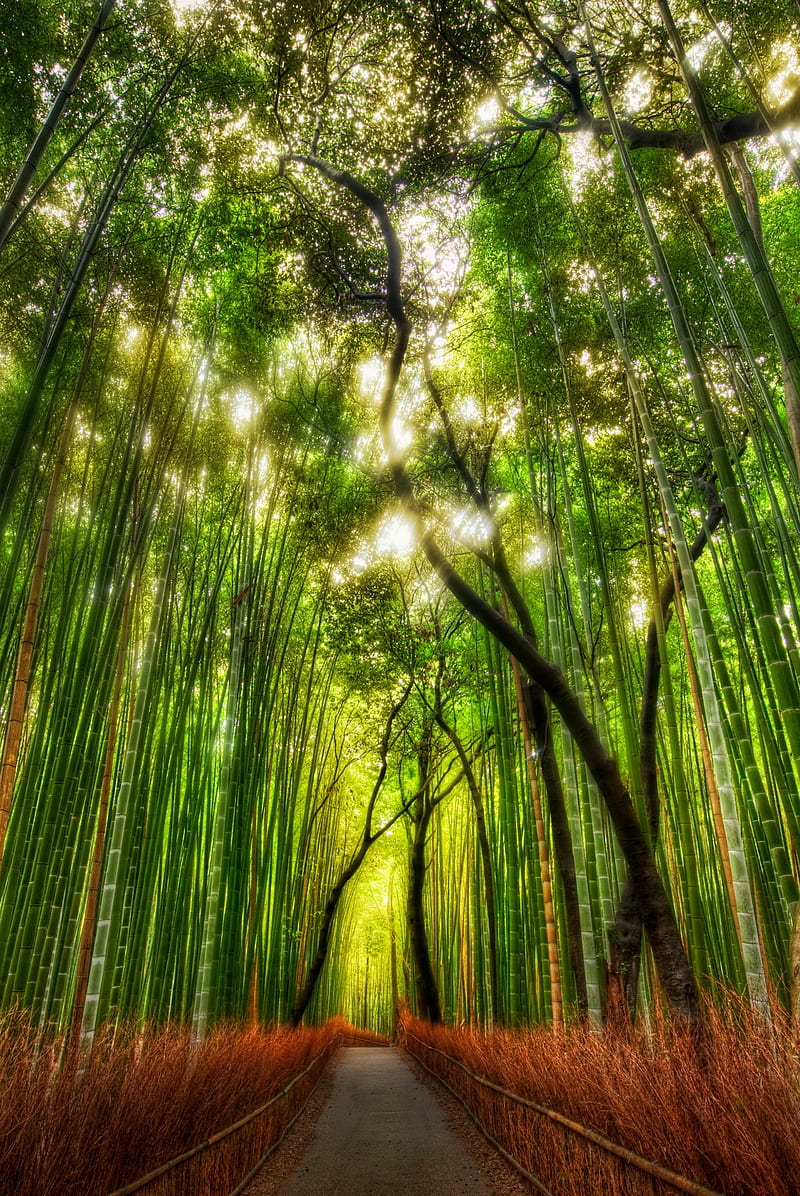 Bamboo Forest iPhone Wallpapers Free Download