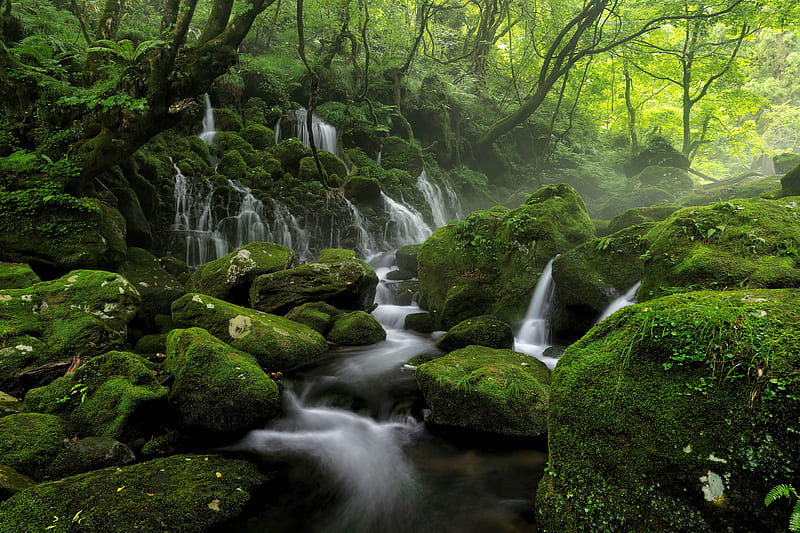 Water Steam Fog Greenery , forest, green, nature, HD wallpaper